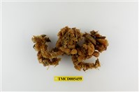 藏品(鈍額曲毛蟹)的圖片